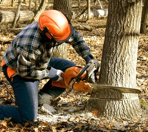 Arborist assessing tree health in Wisconsin